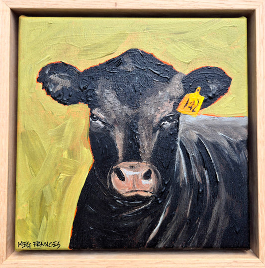 Brooding Angus  (23x23cm)